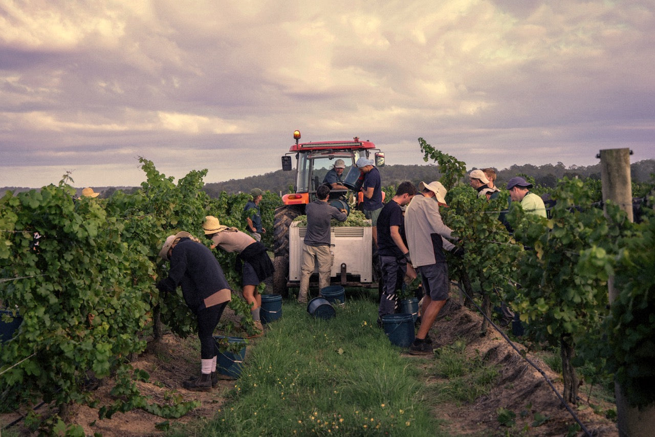 Hand-picking white grapes at dusk in the Silkman estate vineyard, Hunter Valley, Photo by Elfes Images
