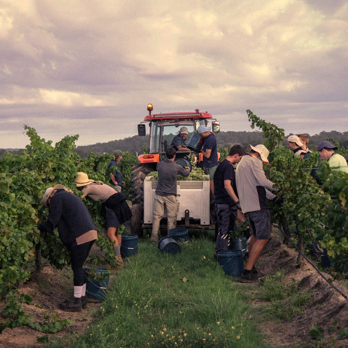 Hand-picking white grapes at dusk in the Silkman estate vineyard, Hunter Valley, Photo by Elfes Images